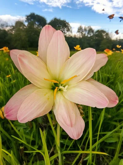 Rain Lily Rosy Grove
