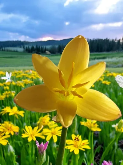 Rain Lily Primulina