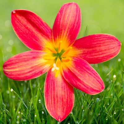 Rain Lily Malificent