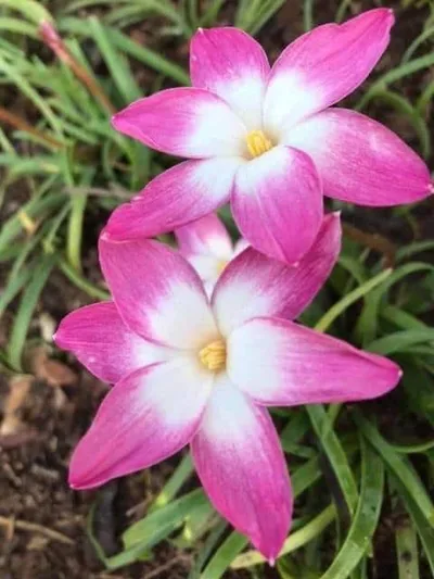 Rain Lily Kitty