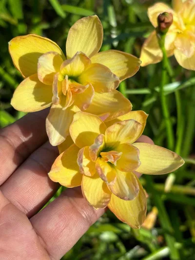 Rain Lily Fish Taro — thumbnail 1