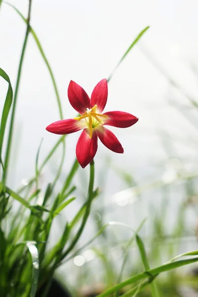 Rain Lily Signature — thumbnail 1