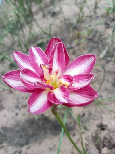 Rain Lily Pornratana
