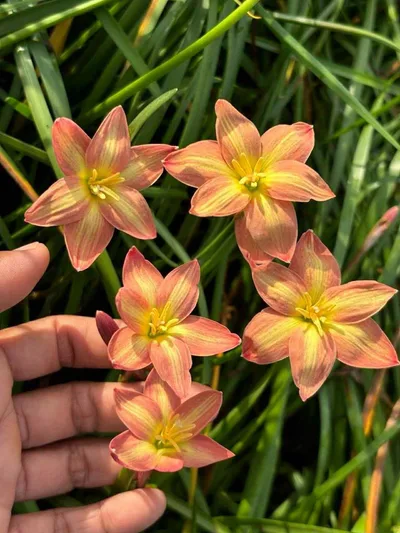 Rain Lily Bright Spark