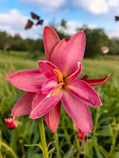 Rain Lily Viola