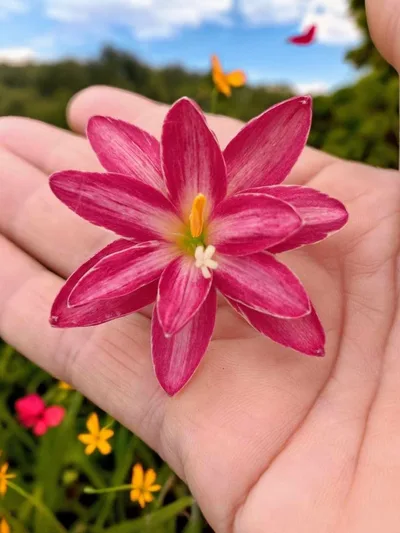 Rain Lily Takamine — thumbnail 1