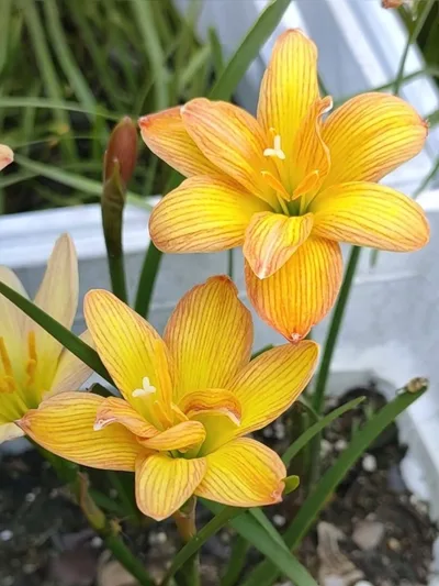 Rain Lily Tiger — thumbnail 1