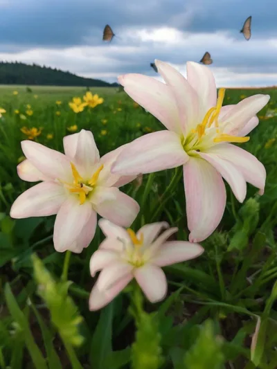 Rain Lily Suda swan
