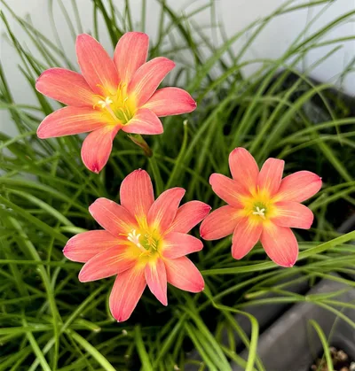Rain Lily Maruko — thumbnail 5