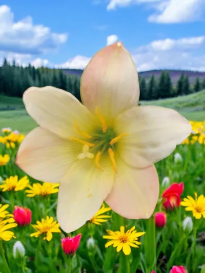 Rain Lily Apricot