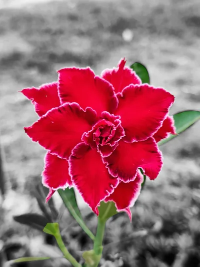 Adenium 🌷