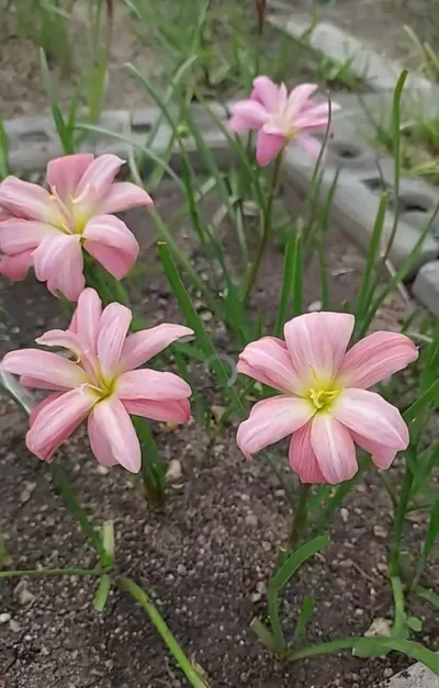 Rain Lily Silapink