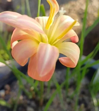 Rain Lily Thosaeng
