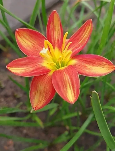 Pookalam Petal Perfect Lilies — thumbnail 1
