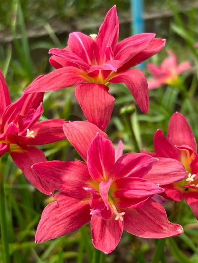 Rain Lily Sarapee Red