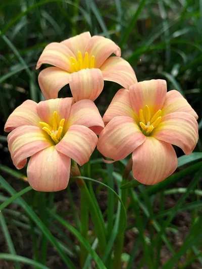 Rain Lily Bumble Sweet — thumbnail 2