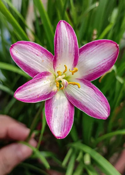 Rain Lily My Picotee