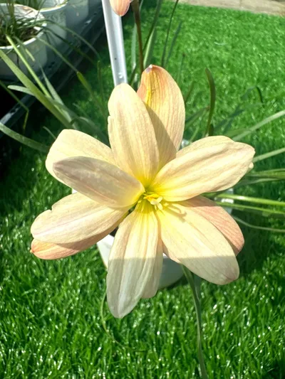Rain Lily Pelican