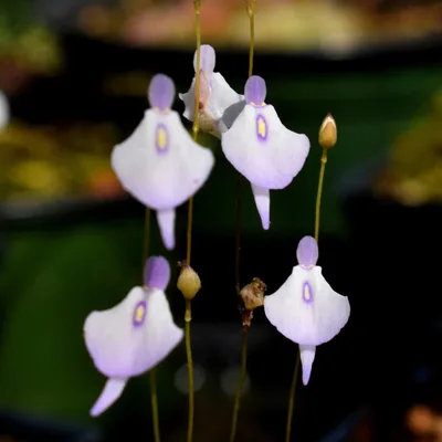 Utricularia Pubescens