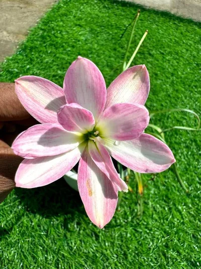 Rain Lily Dreaming pink -750 , Dreamy Pink