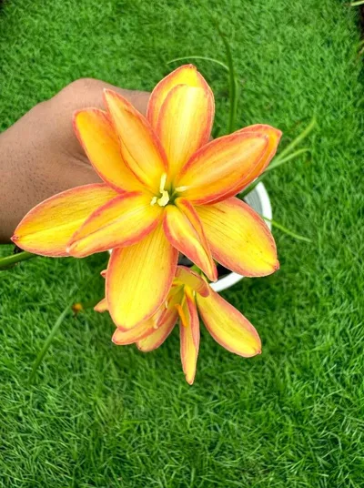 Rain Lily Canary Diomand