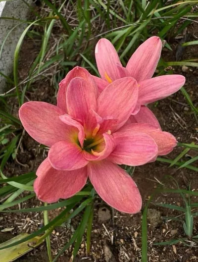 Rain Lily Kataya