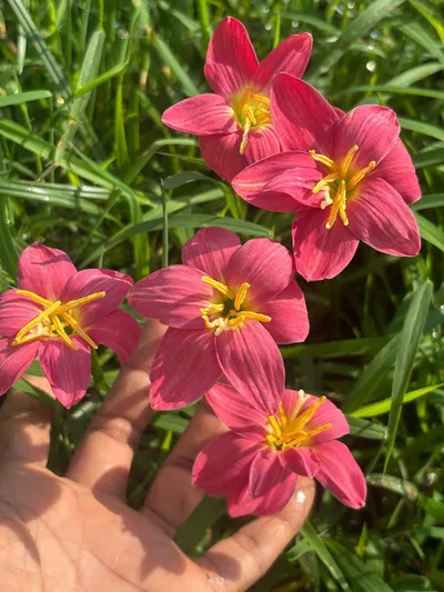 Rain Lily Larana