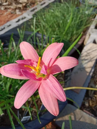Rain Lily Lady Pink
