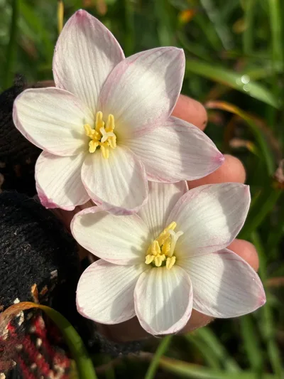 Rain Lily Pine Berry