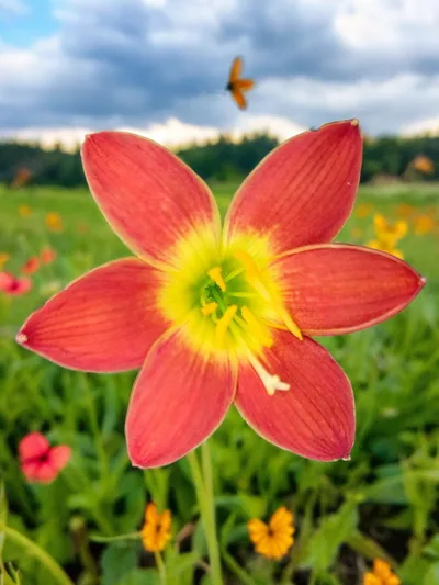 Rain Lily Bloody Moon
