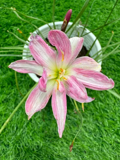 Rain Lily Pink Brocade