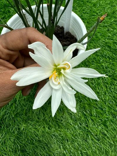 Rain Lily Sparkling Glass — thumbnail 2