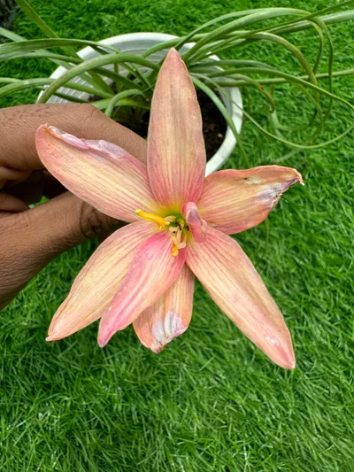 Rain Lily Prang champoo