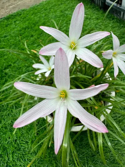 Rain Lily First Love