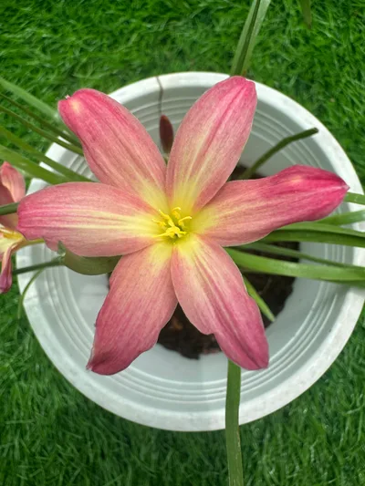 5-Colour Rain Lily Pack — thumbnail 1
