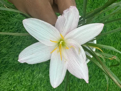 Rain Lily Giant White