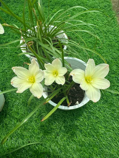 Rain Lily Zowie Star Dust