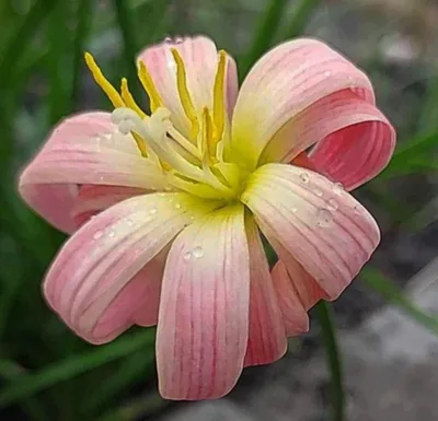 Rain Lily Hong Hearl