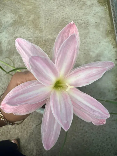 Rain Lily Cool Milk