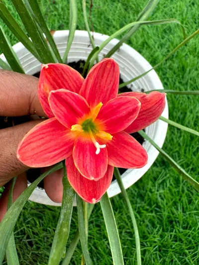 Rain Lily Srisawat — thumbnail 2