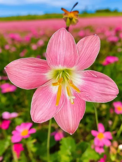 Rain Lily Firefly