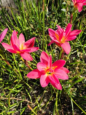 Rain Lily Cherbelle