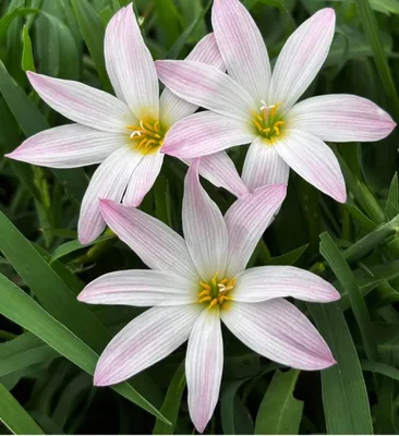 Rain Lily Bubble