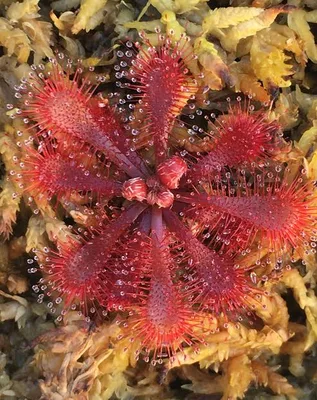 Drosera Tamlin