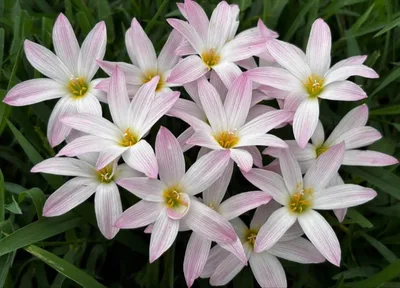 Rain Lily Bubble