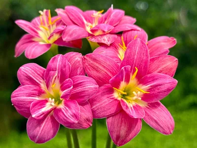 Rain Lily Rungsila — thumbnail 6