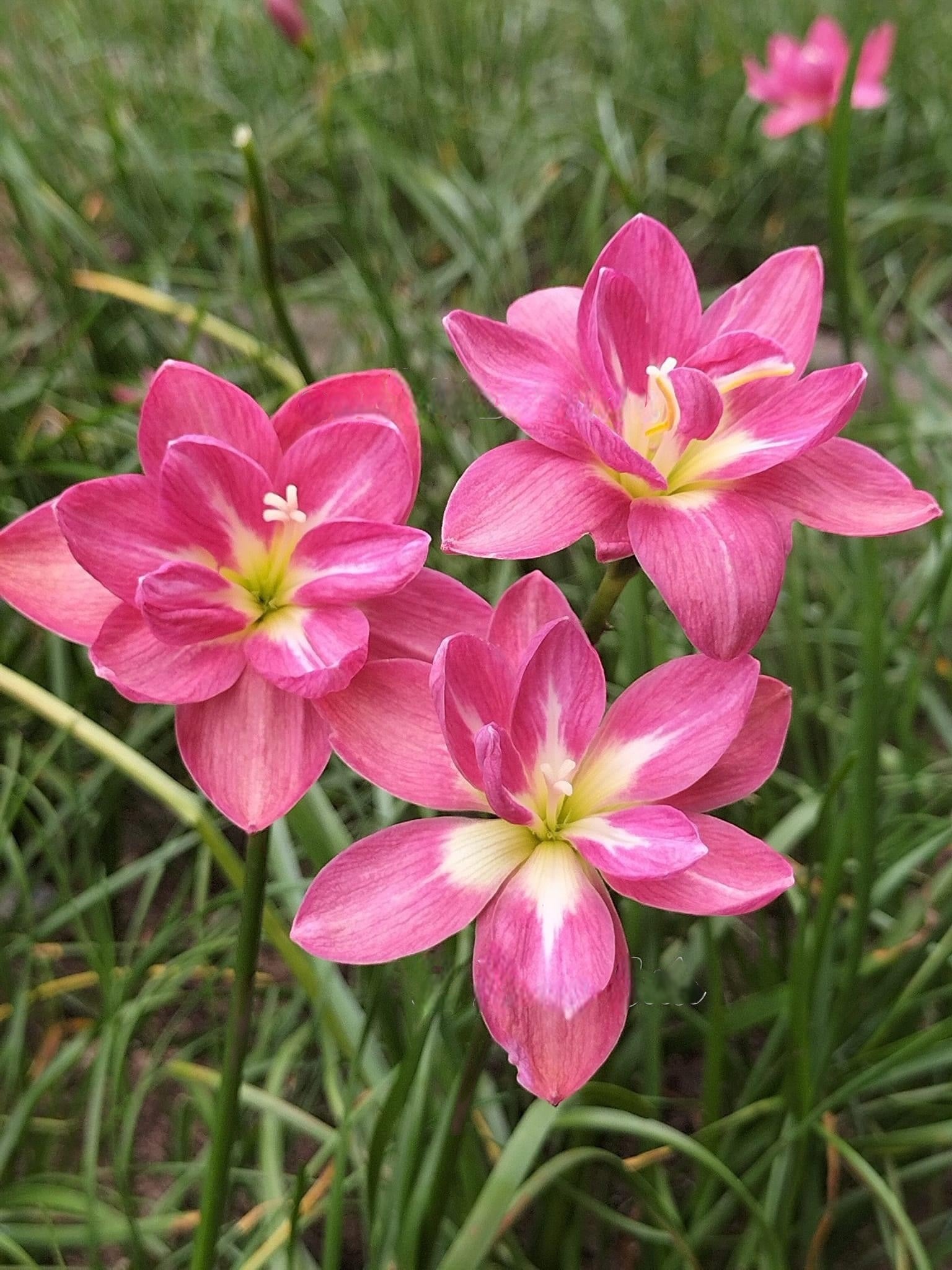 Karwa Pink Promise