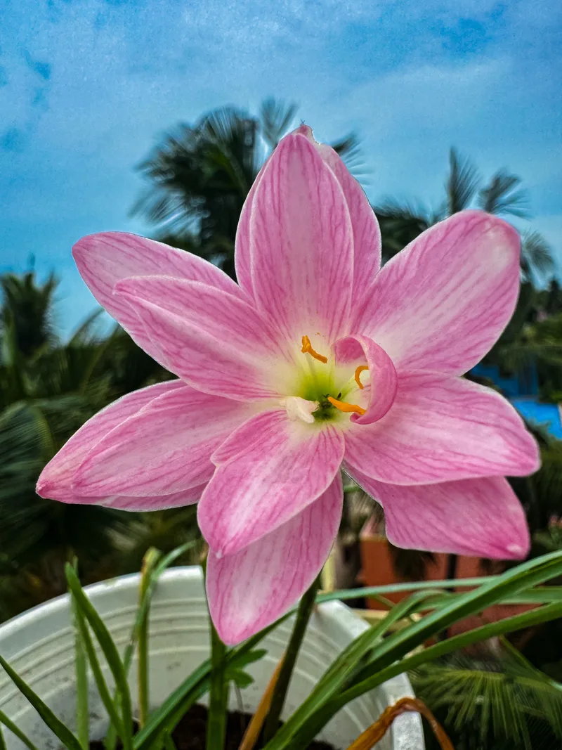 Rain Lily Parona β photo 2