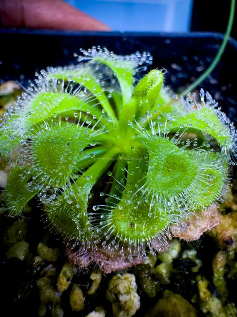 Drosera Burmani Humpty Doo
