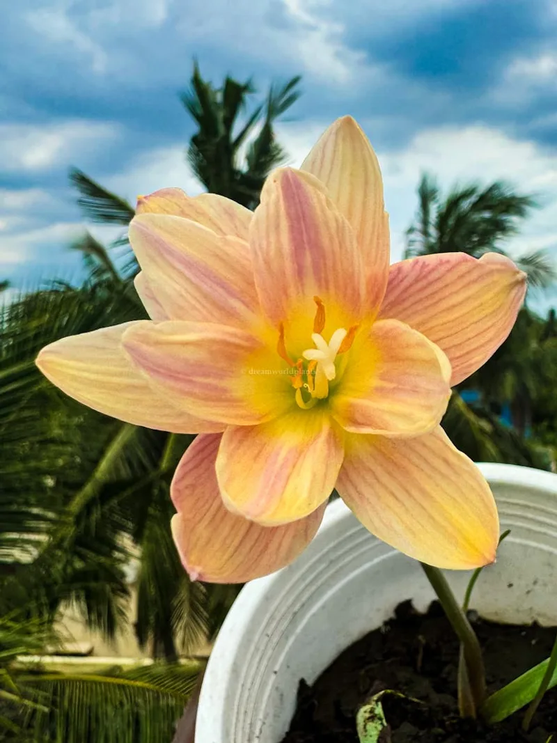 Golden Moon Rain Lily Trio β photo 1